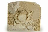 Fossil Crab (Potamon) Preserved in Travertine - Turkey #315134-3
